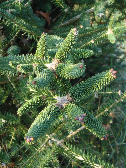 Abies pinsapo rameau